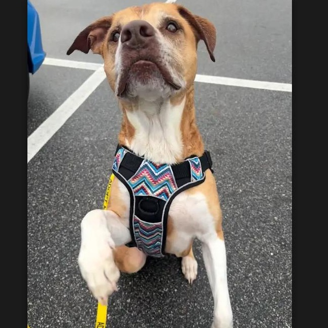 Enlarge Huma, a ADOPTABLE mixed breed in St. Augustine, FL image 3/5