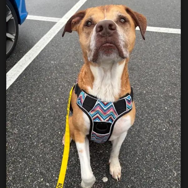 Enlarge Huma, a ADOPTABLE mixed breed in St. Augustine, FL image 2/5