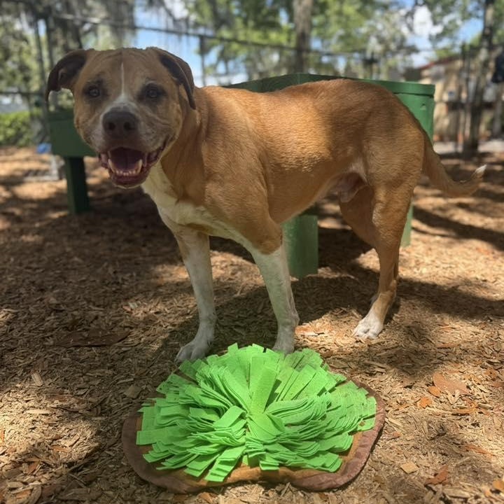 Enlarge Huma, a ADOPTABLE mixed breed in St. Augustine, FL image 5/5