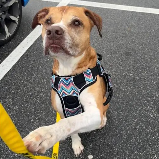 Enlarge Huma, a ADOPTABLE mixed breed in St. Augustine, FL image 1/5