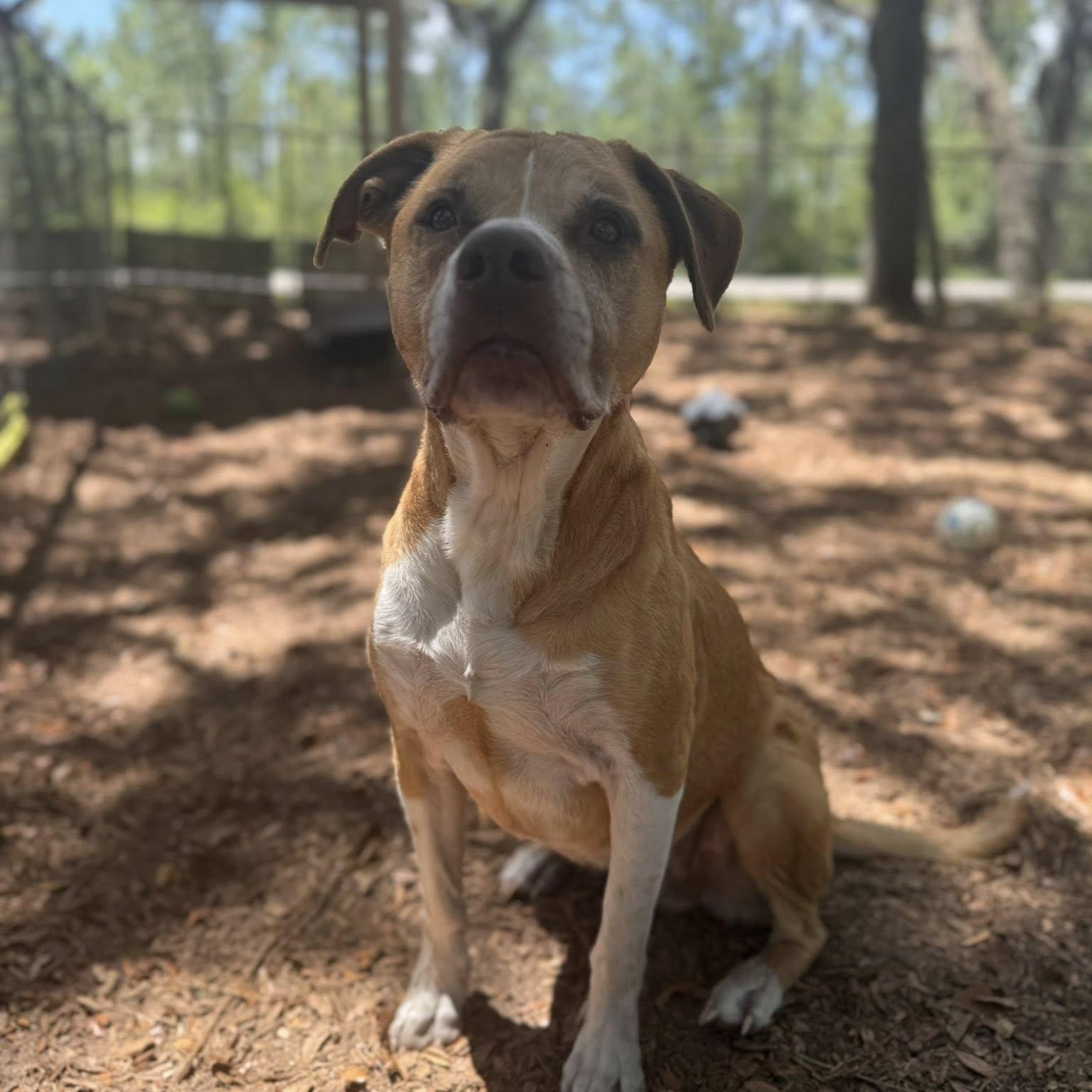 Enlarge Huma, a ADOPTABLE mixed breed in St. Augustine, FL image 4/5