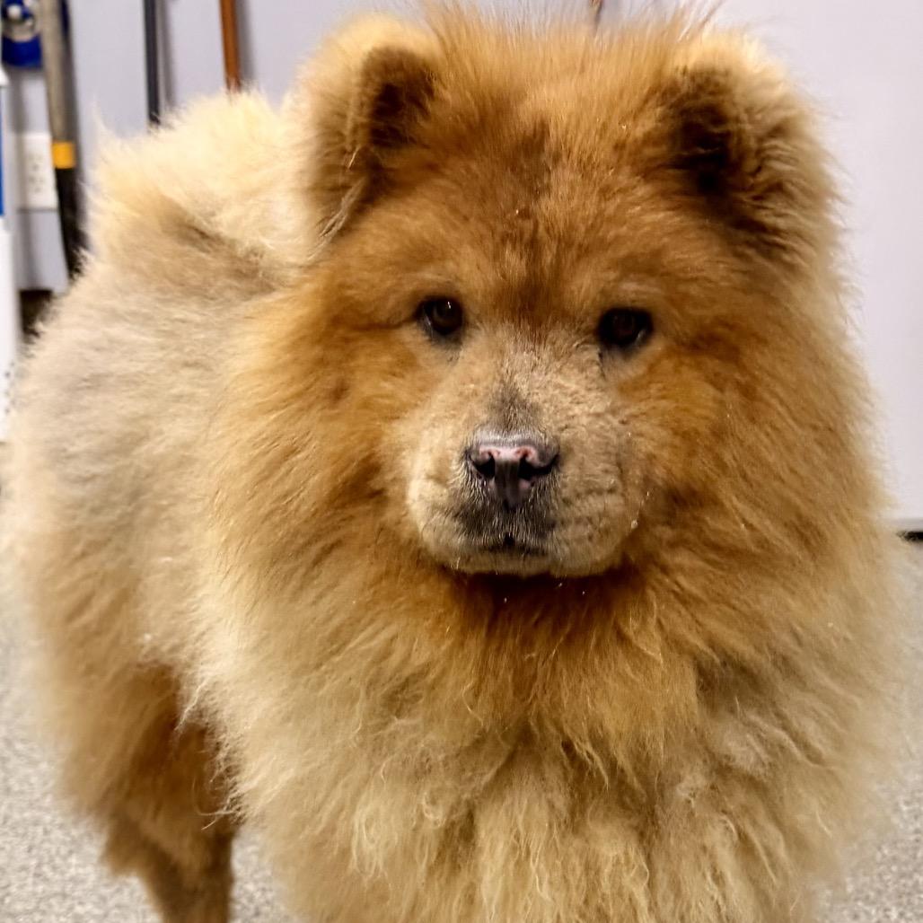 Enlarge Ginger, a Adoptable Chow Chow in Kokomo, IN image 1/1