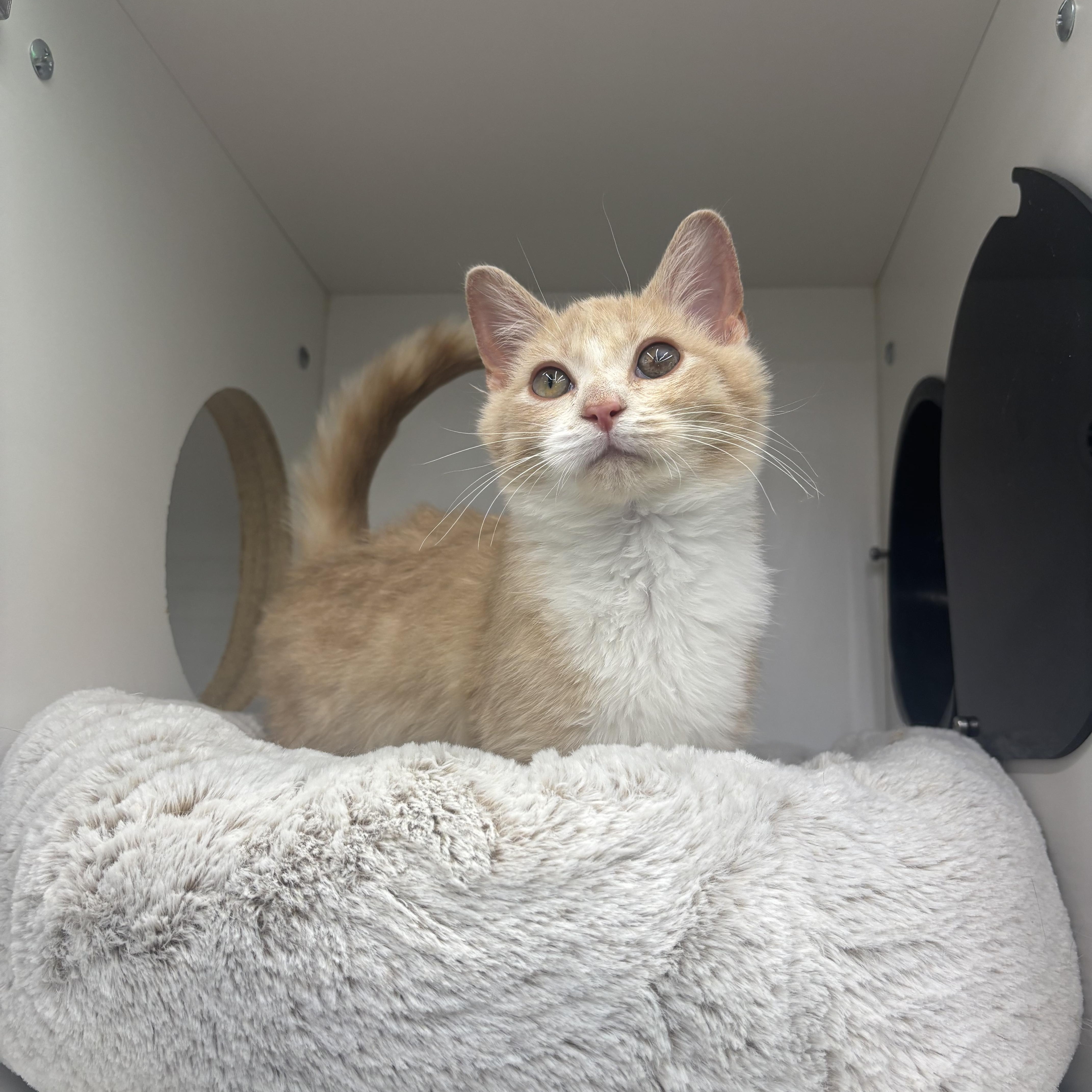 Enlarge Nicholas , an adopted Domestic Short Hair in Beltsville, MD image 1/6