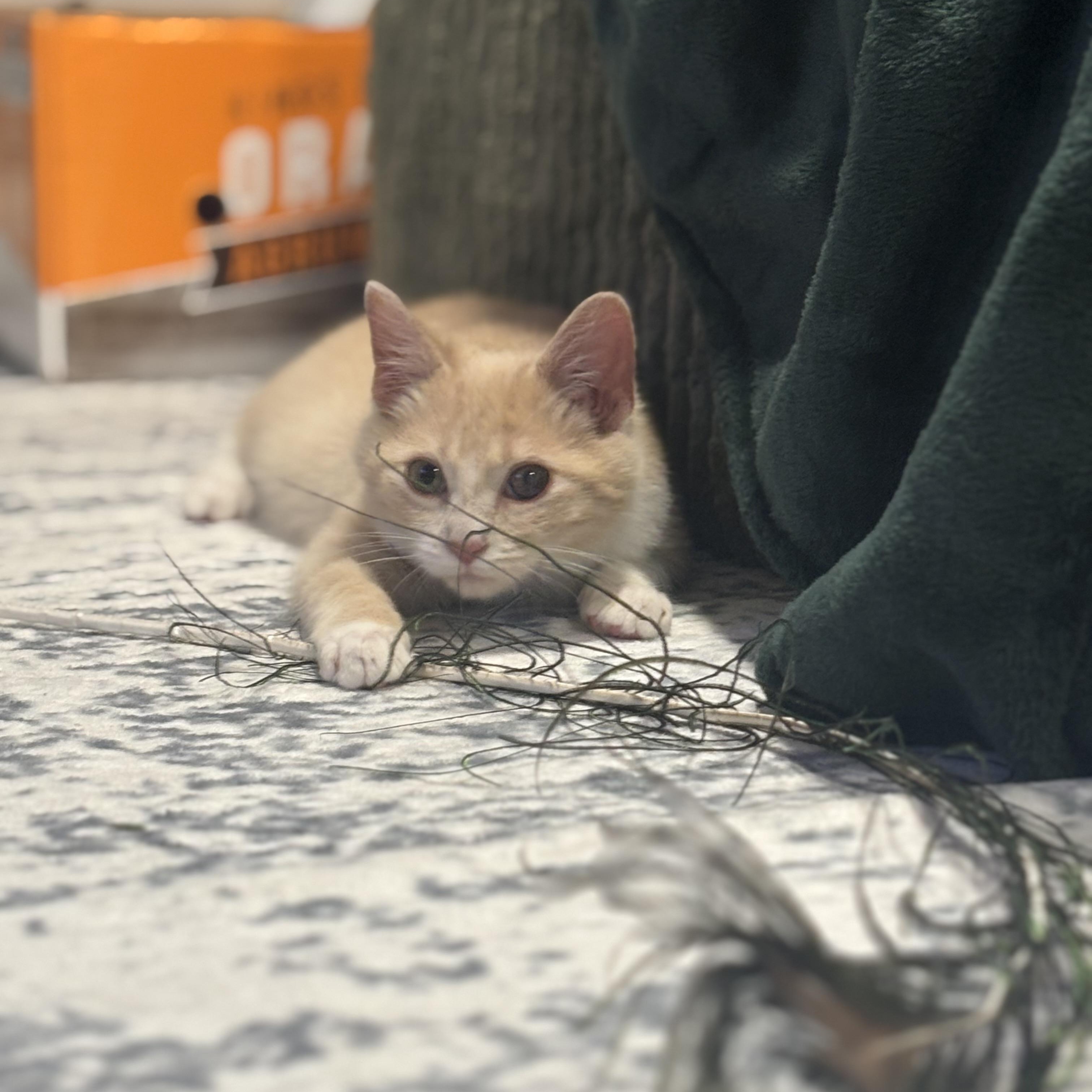 Enlarge Nicholas , an adopted Domestic Short Hair in Beltsville, MD image 6/6