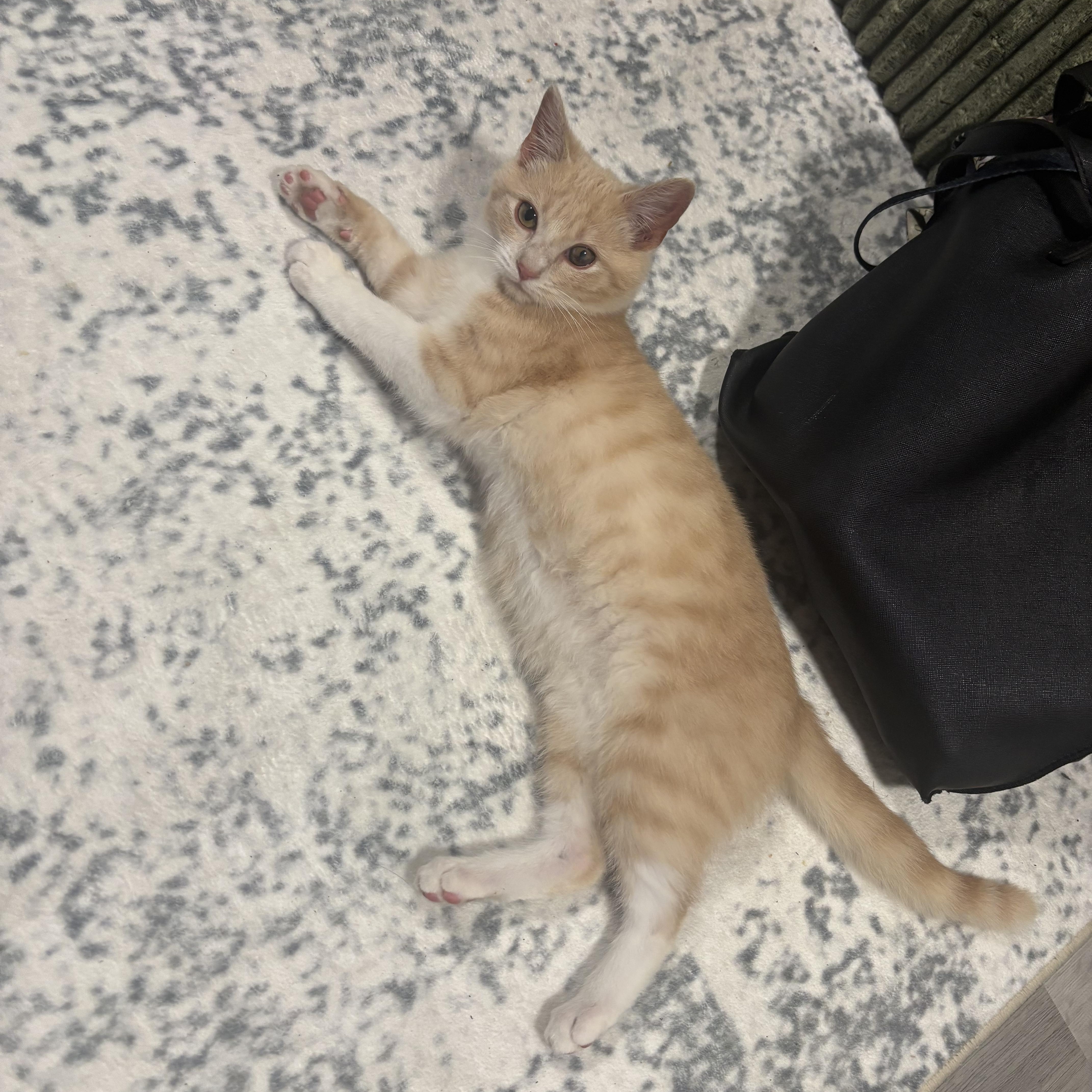 Enlarge Nicholas , an adopted Domestic Short Hair in Beltsville, MD image 4/6