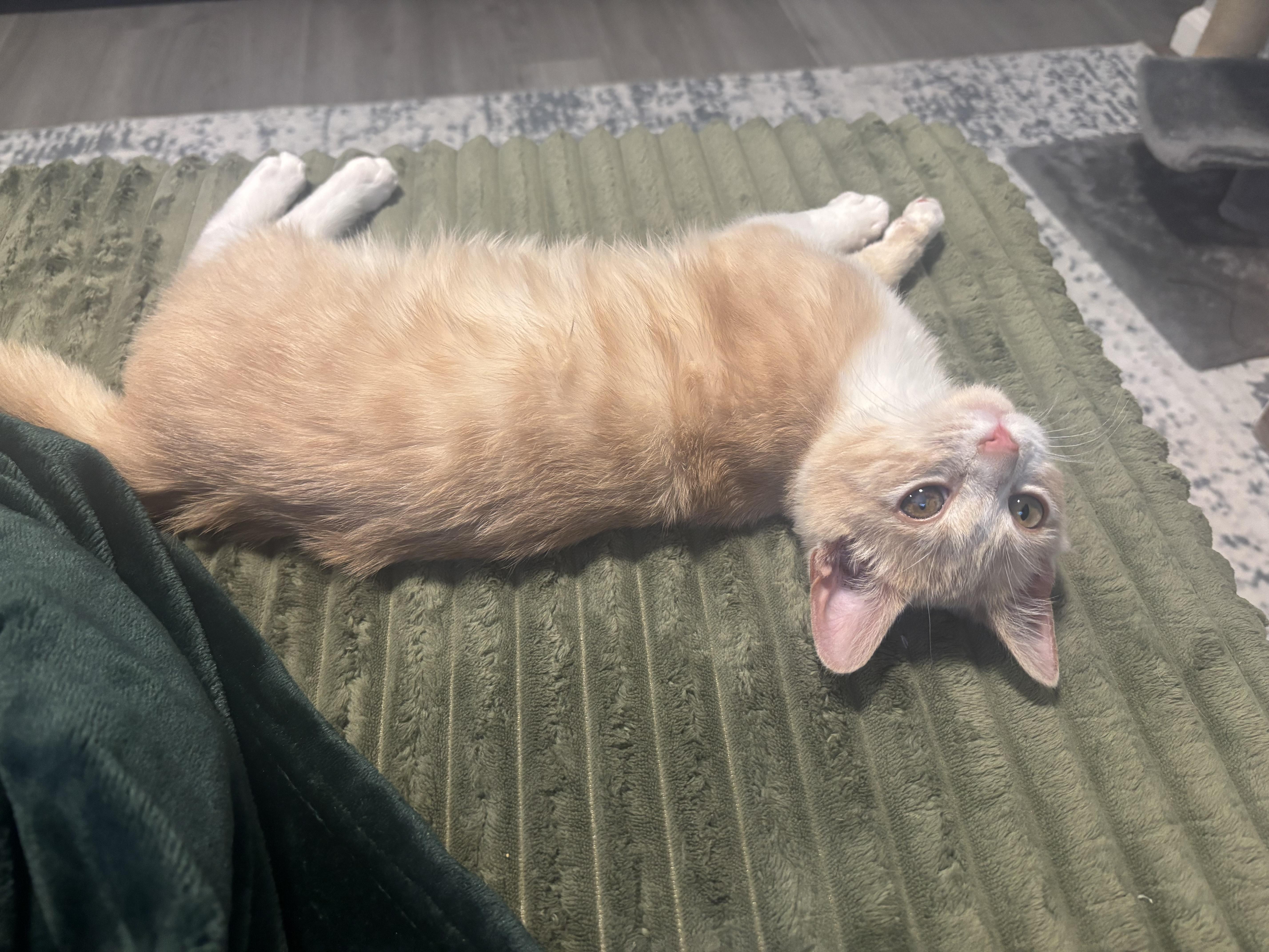 Enlarge Nicholas , an adopted Domestic Short Hair in Beltsville, MD image 3/6