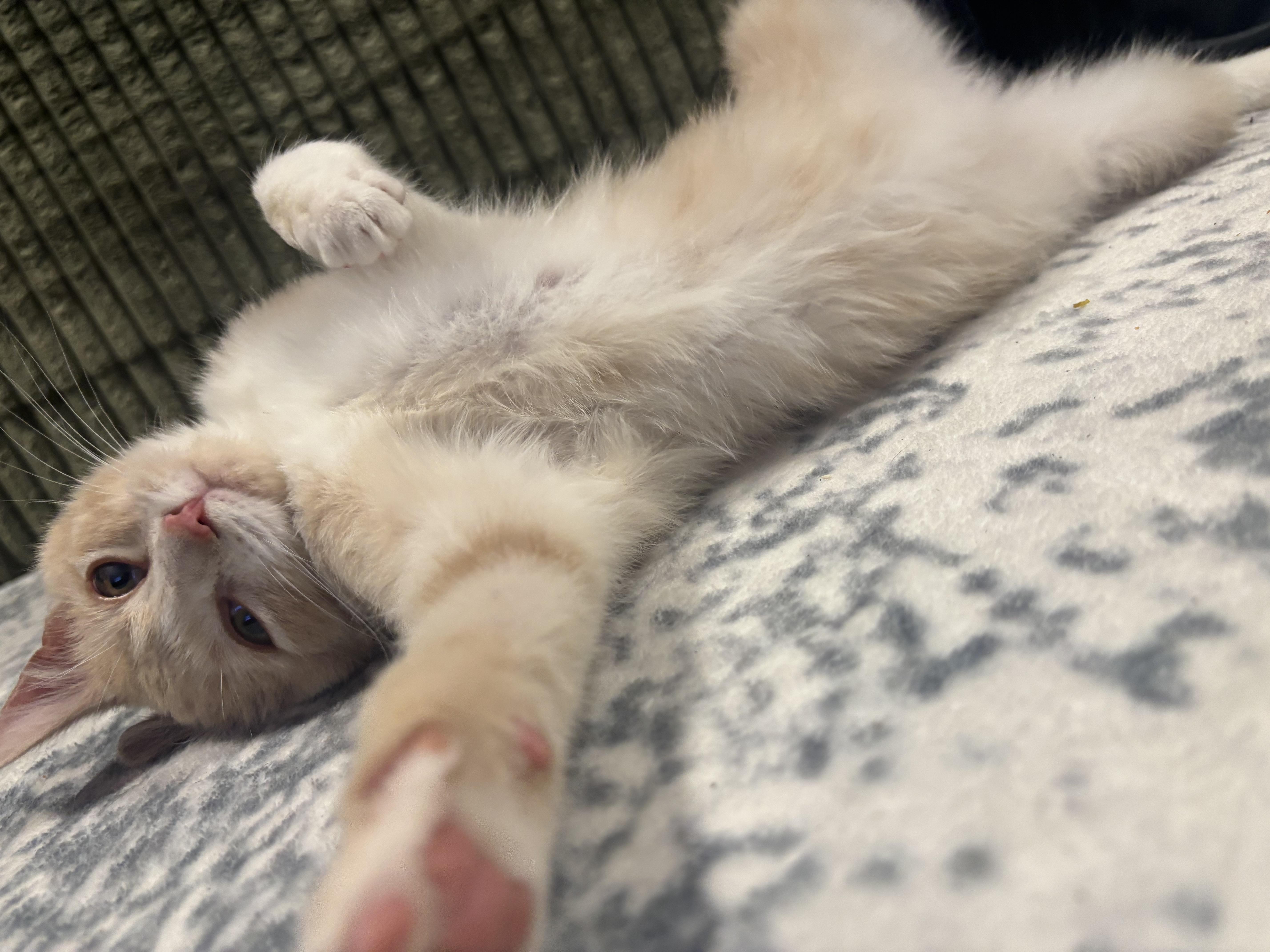 Enlarge Nicholas , an adopted Domestic Short Hair in Beltsville, MD image 5/6