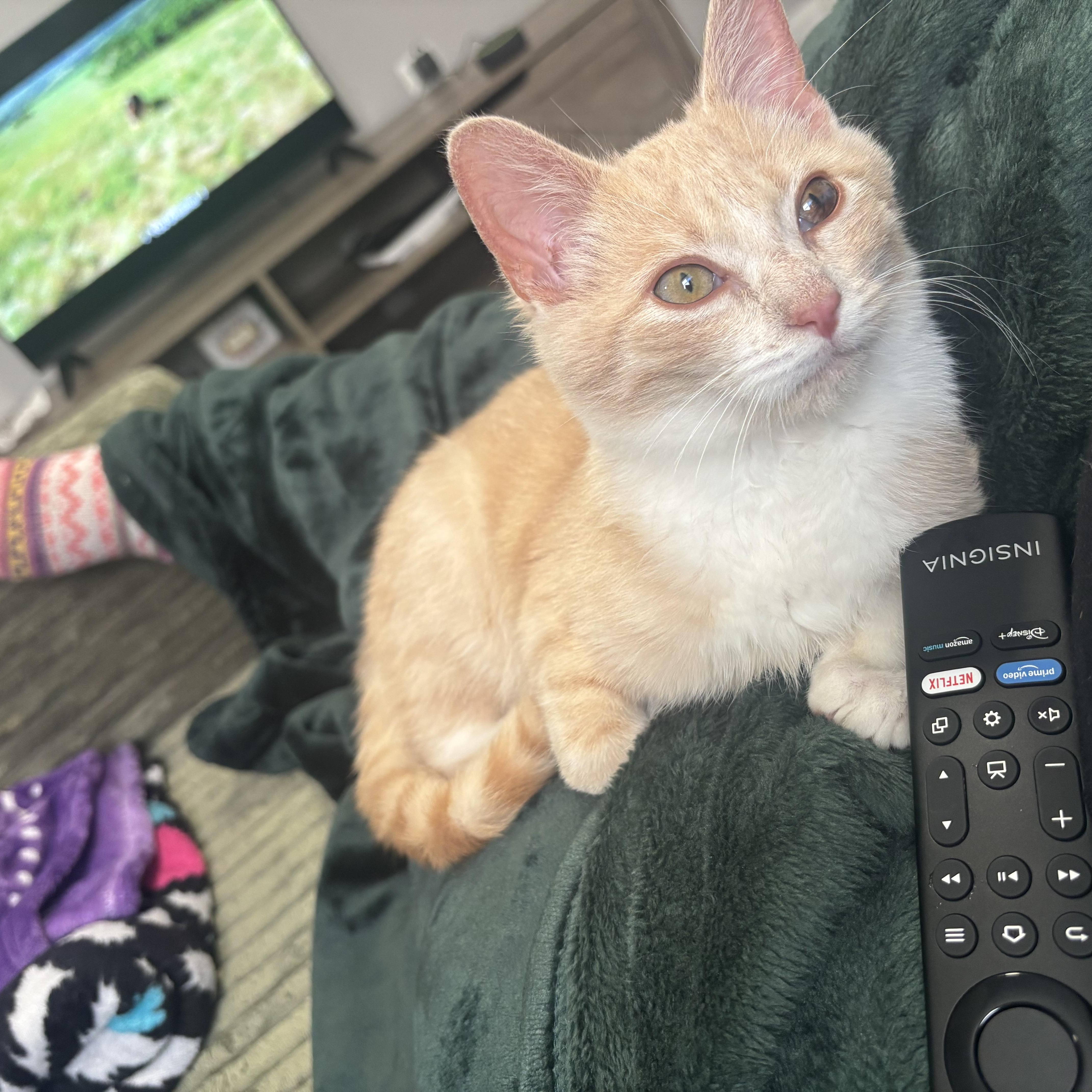 Enlarge Nicholas , an adopted Domestic Short Hair in Beltsville, MD image 2/6