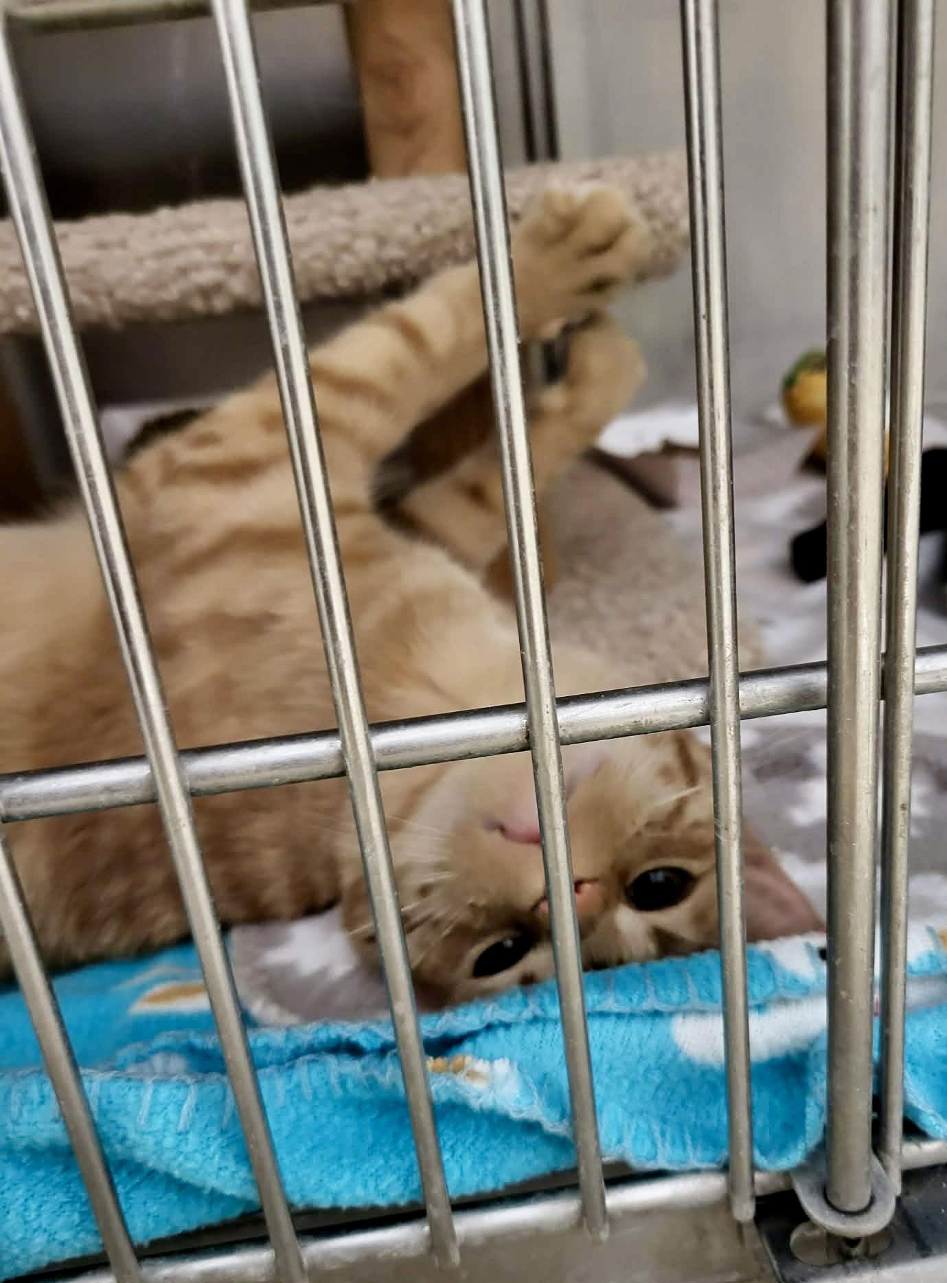 Colleen (Bonded w/Liz) — thumbnail 2