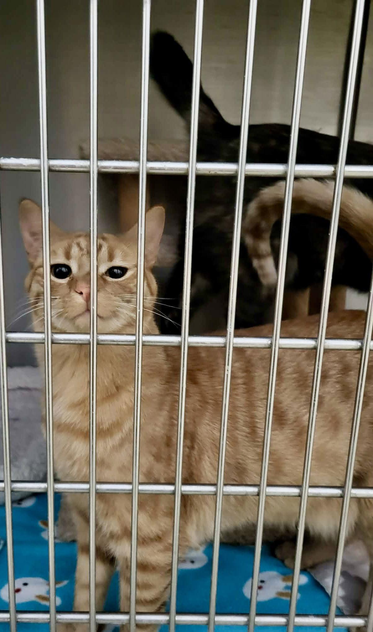 Colleen (Bonded w/Liz) — thumbnail 3