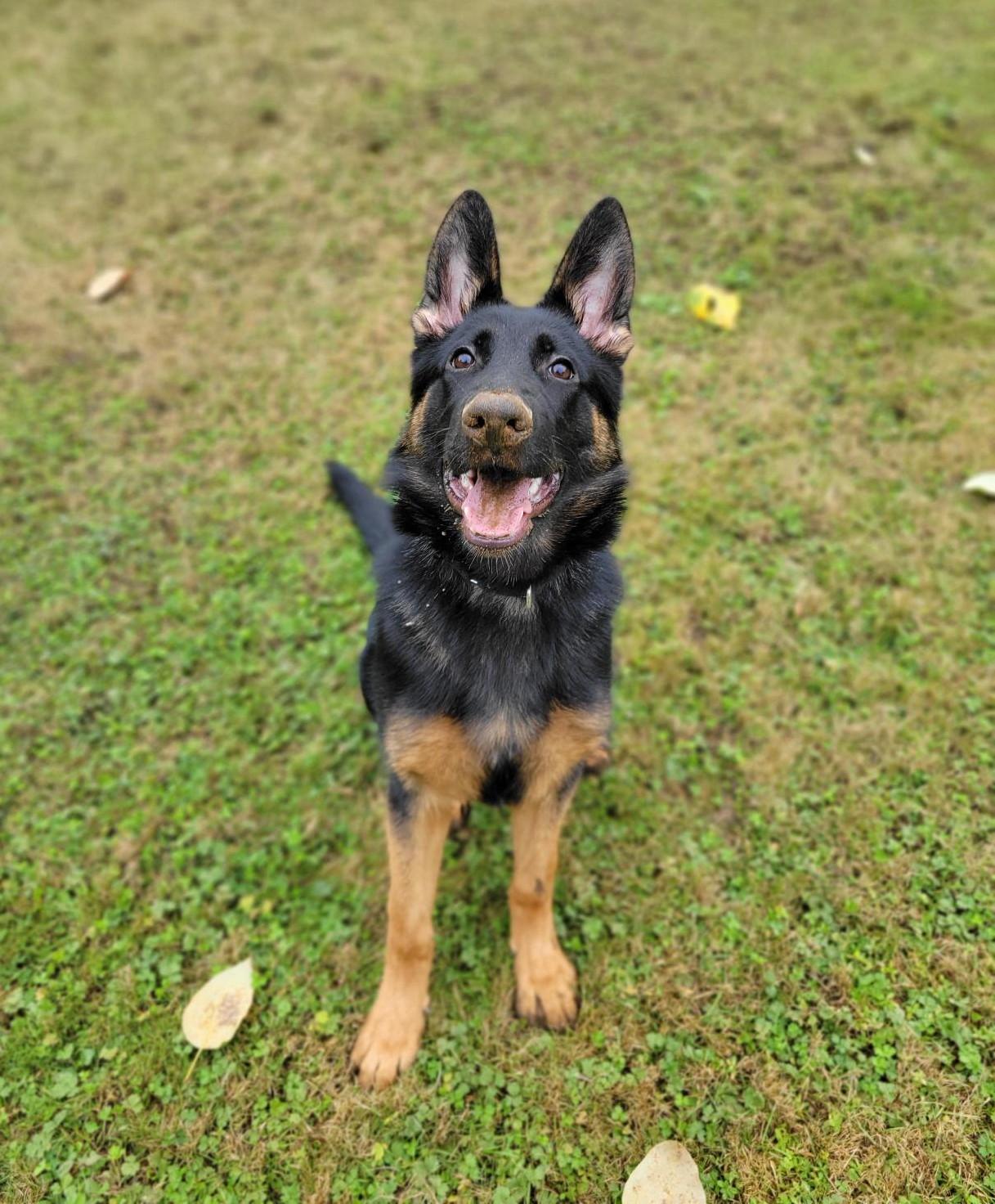 Enlarge Timber 40430 (Approx. 8 Months Old), a Adoptable mixed breed in Langley, BC image 6/6