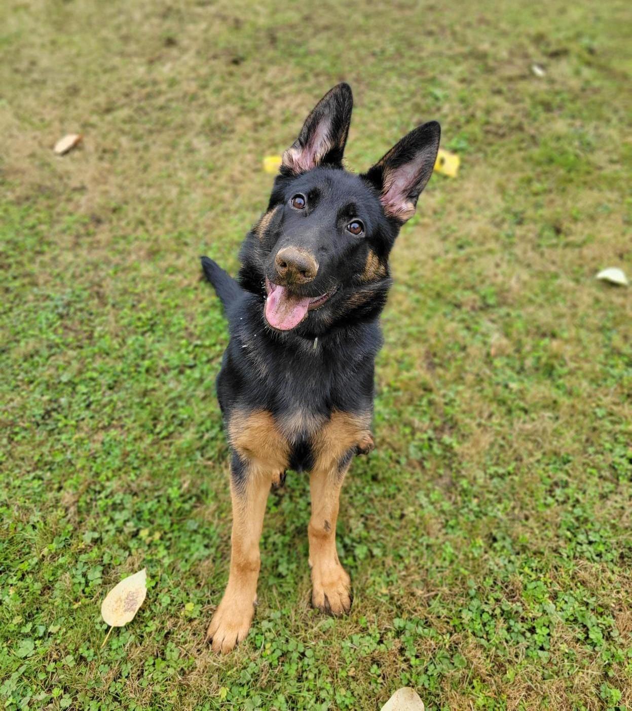 Enlarge Timber 40430 (Approx. 8 Months Old), a Adoptable mixed breed in Langley, BC image 1/6