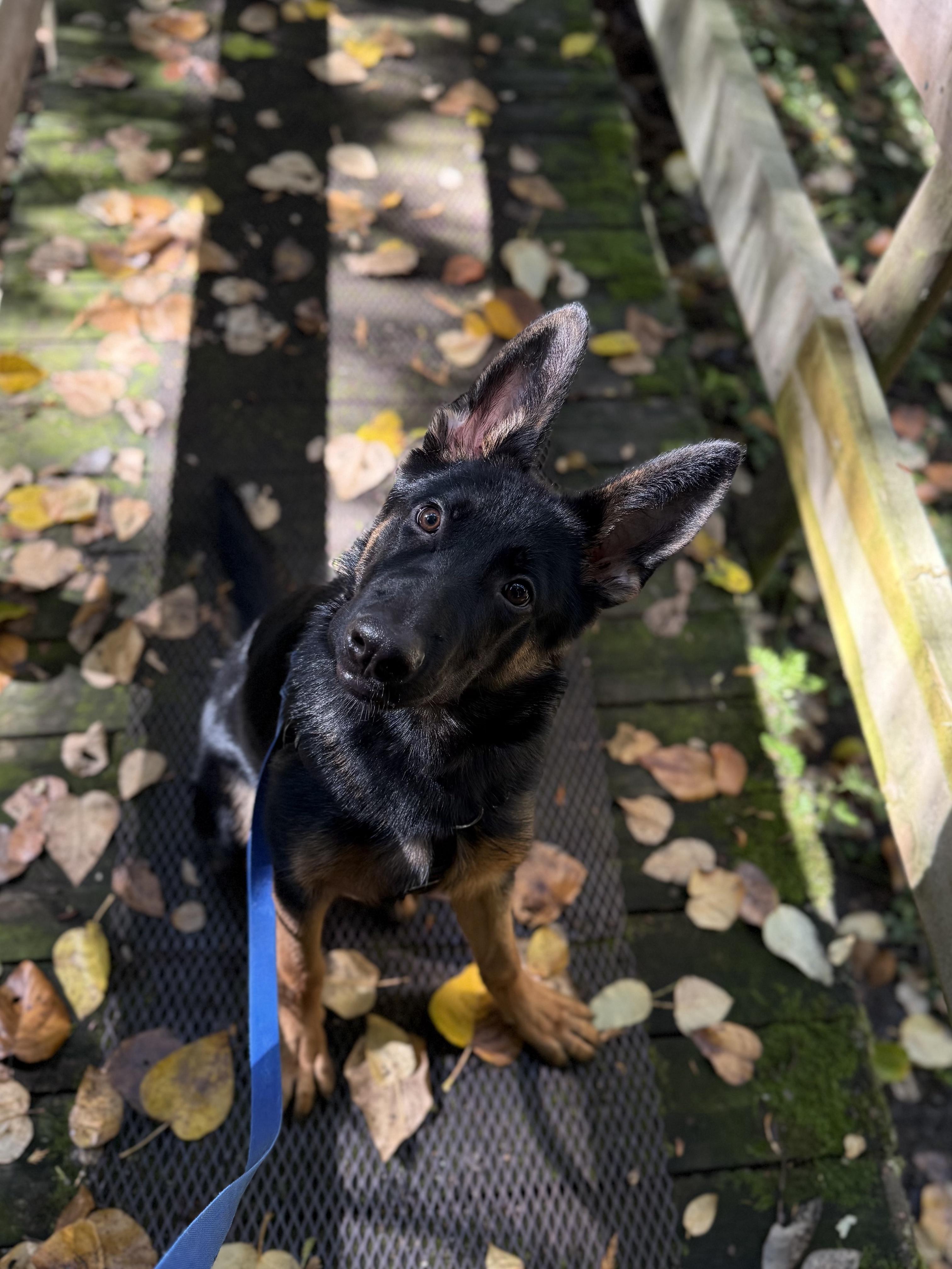 Enlarge Timber 40430 (Approx. 8 Months Old), a Adoptable mixed breed in Langley, BC image 4/6
