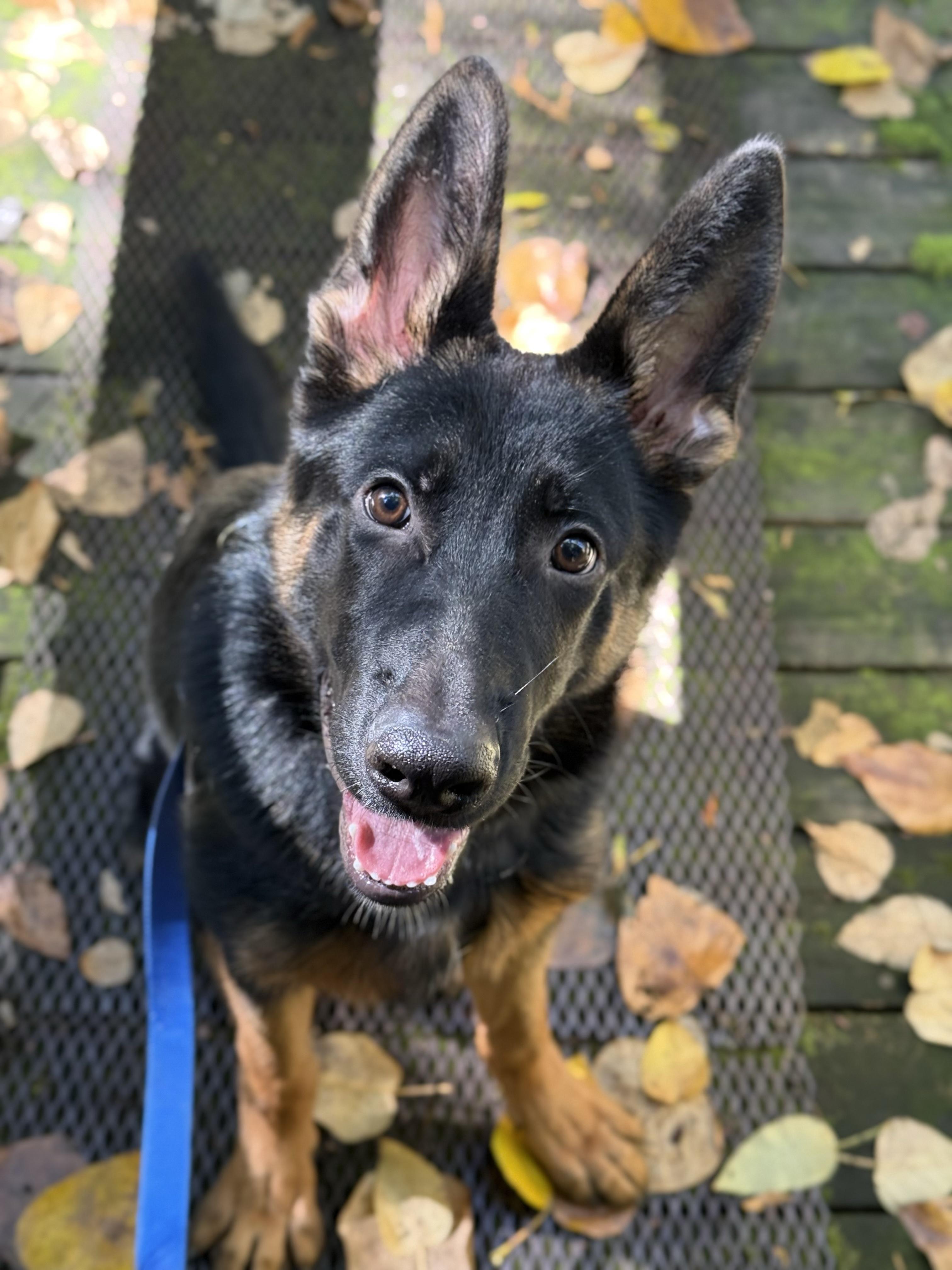 Enlarge Timber 40430 (Approx. 8 Months Old), a Adoptable mixed breed in Langley, BC image 2/6