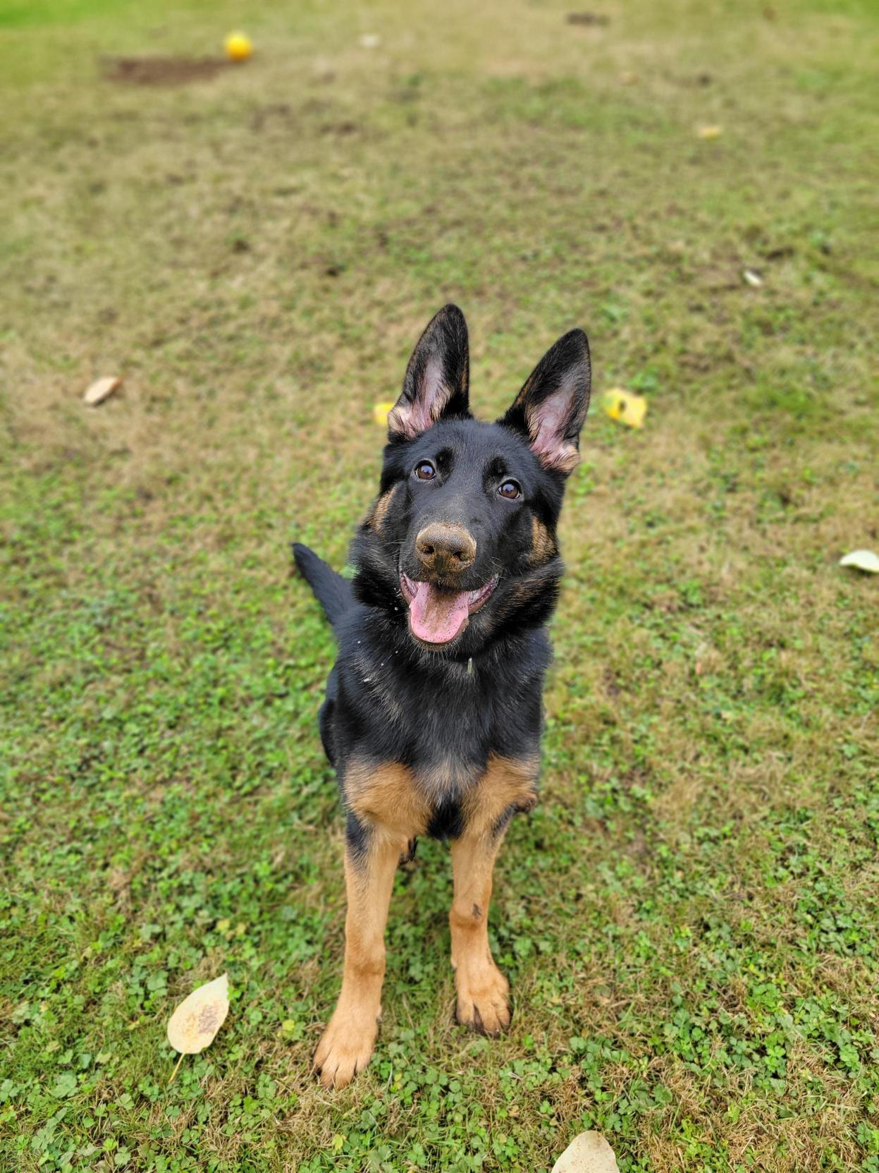 Enlarge Timber 40430 (Approx. 8 Months Old), a Adoptable mixed breed in Langley, BC image 5/6
