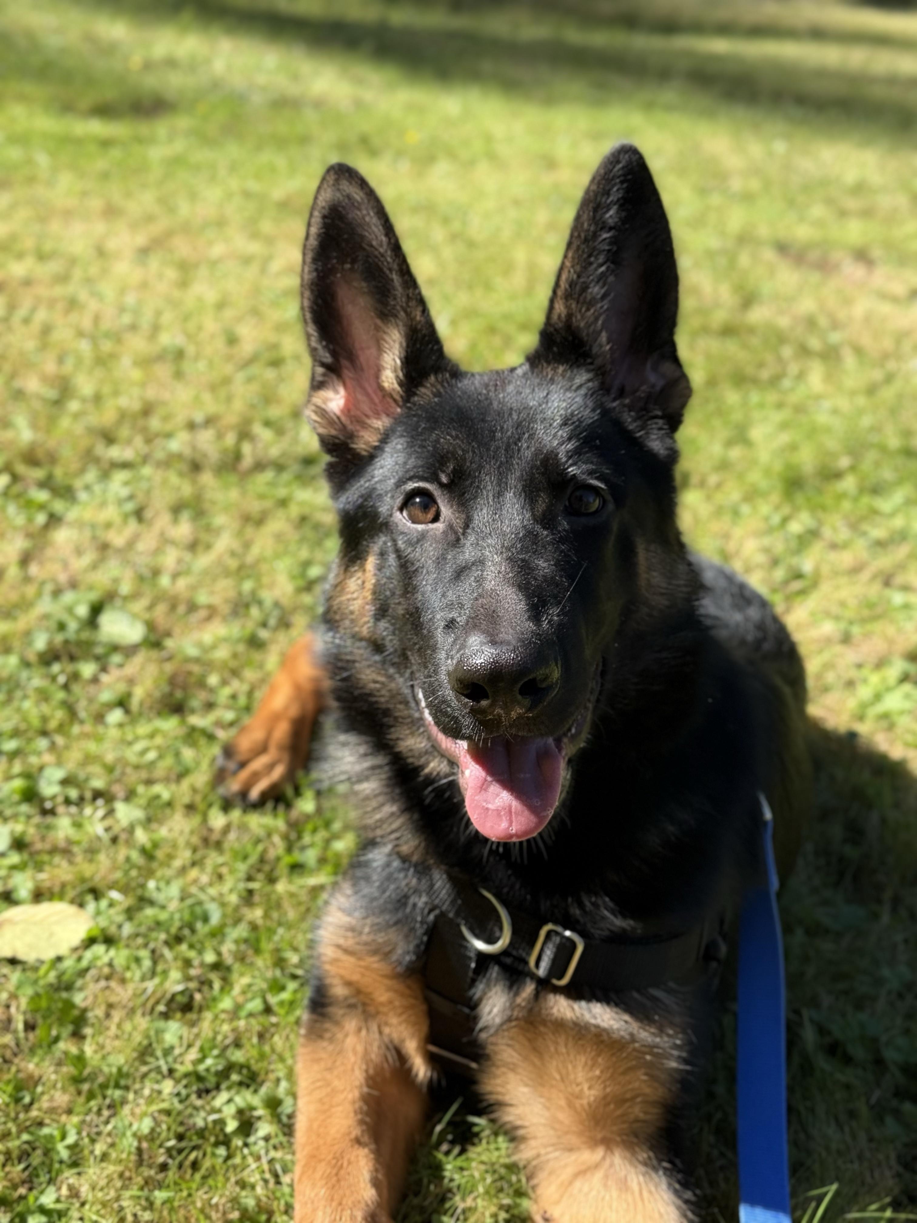 Enlarge Timber 40430 (Approx. 8 Months Old), a Adoptable mixed breed in Langley, BC image 3/6