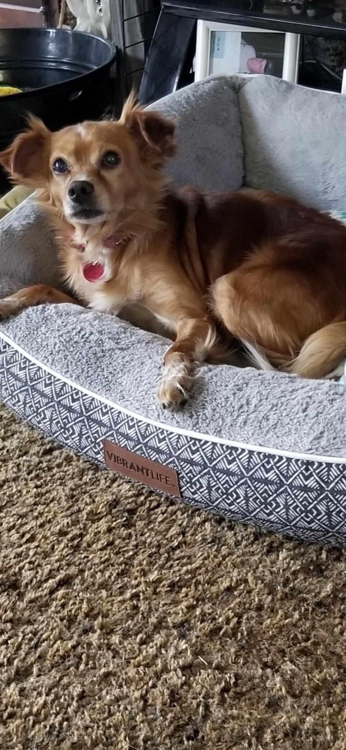 Enlarge Marble , a ADOPTABLE mixed breed in Saint Louis, MO image 1/1