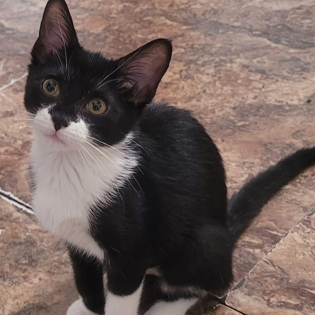 Summer, ADOPTABLE, Kitten Female Domestic Short Hair.
