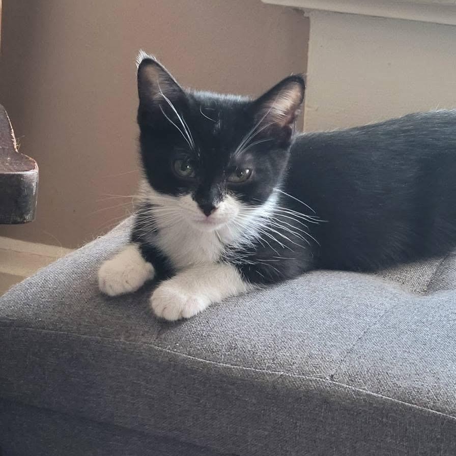 Summer, ADOPTABLE, Kitten Female Domestic Short Hair.