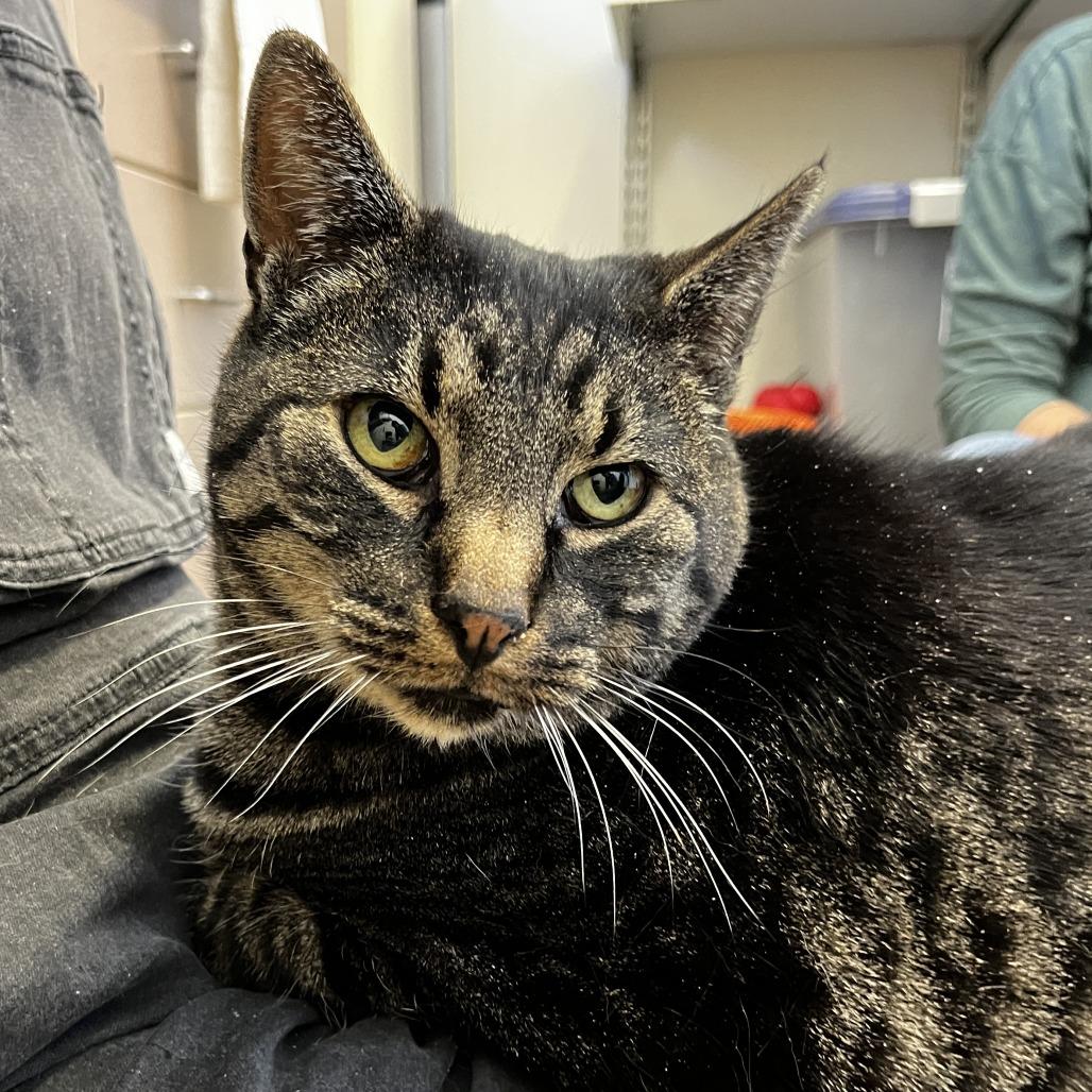 Enlarge Moe, a Adoptable Domestic Short Hair in Lander, WY image 1/1