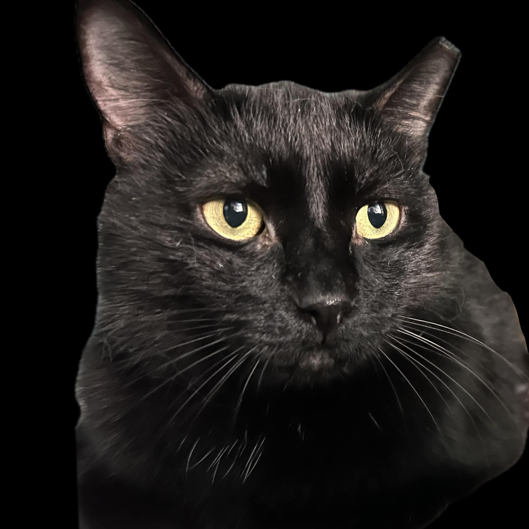 Enlarge Bryan Adams, a Adoptable Domestic Short Hair in Cleveland, OH image 4/4