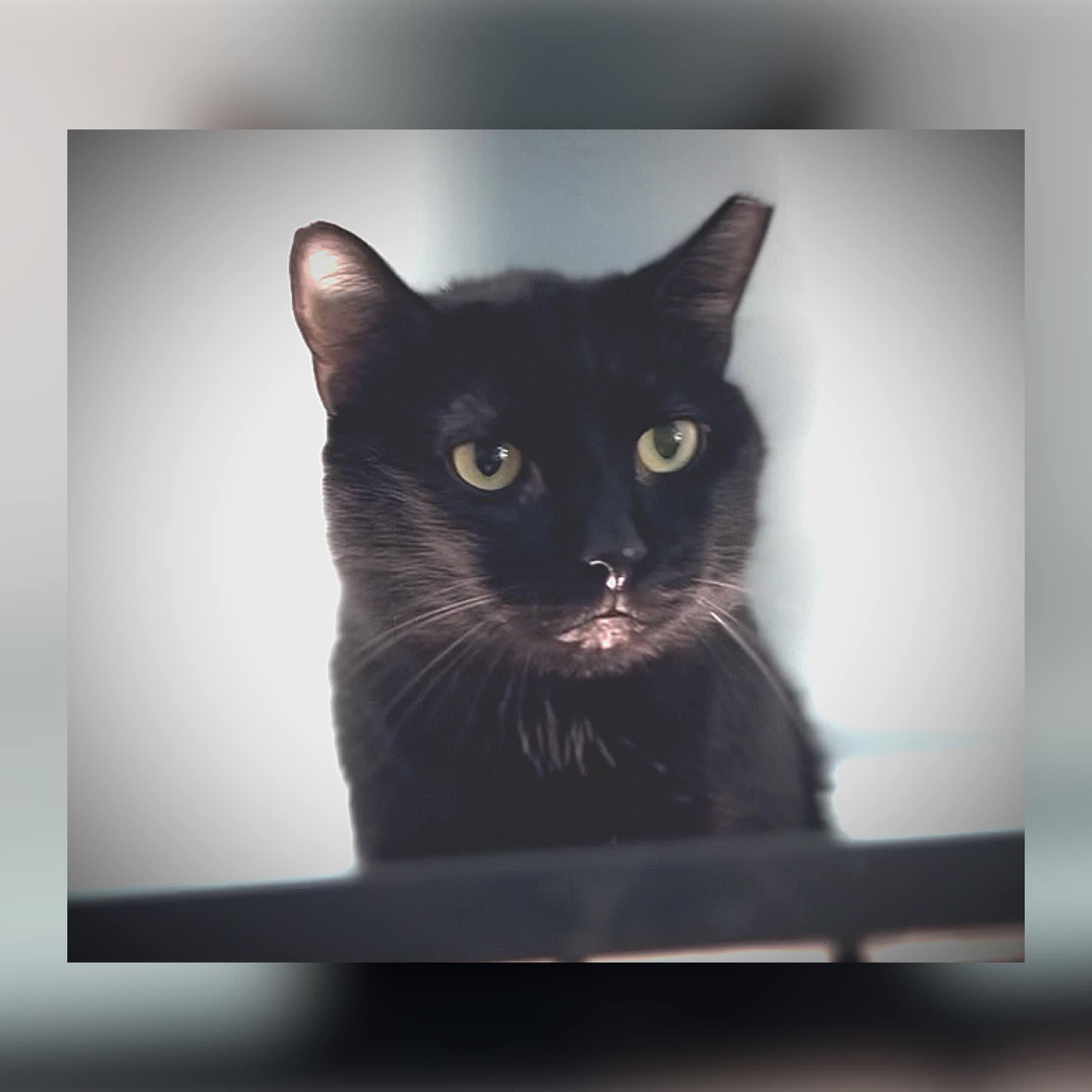 Enlarge Bryan Adams, a Adoptable Domestic Short Hair in Cleveland, OH image 3/4