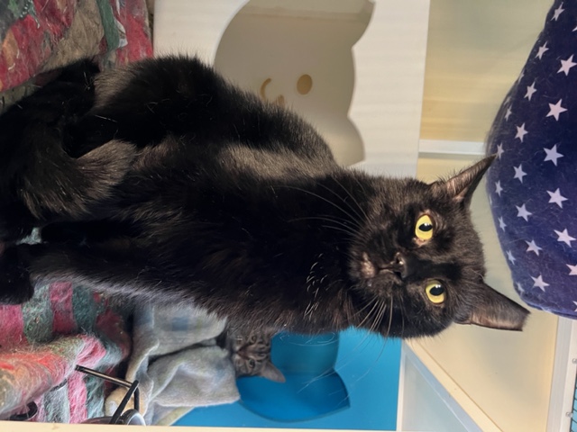 Bryan Adams, Adoptable, Adult Male Domestic Short Hair.