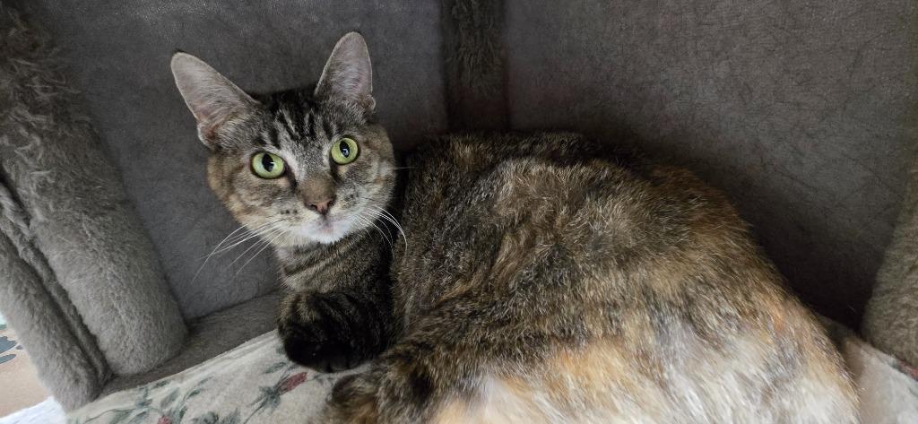 Enlarge Peanut, a Adoptable mixed breed in Saint Clairsville, OH image 1/2