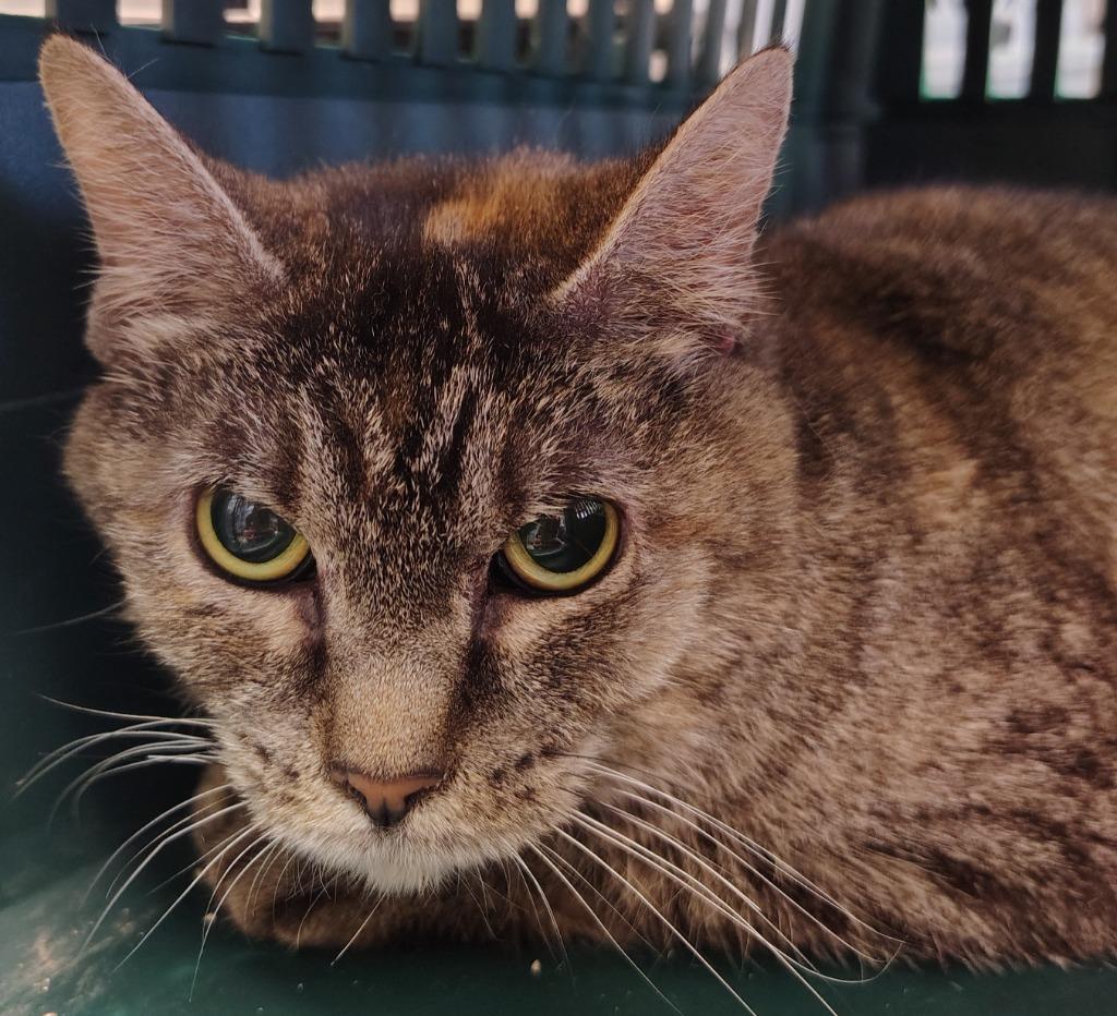 Enlarge Peanut, a Adoptable mixed breed in Saint Clairsville, OH image 2/2