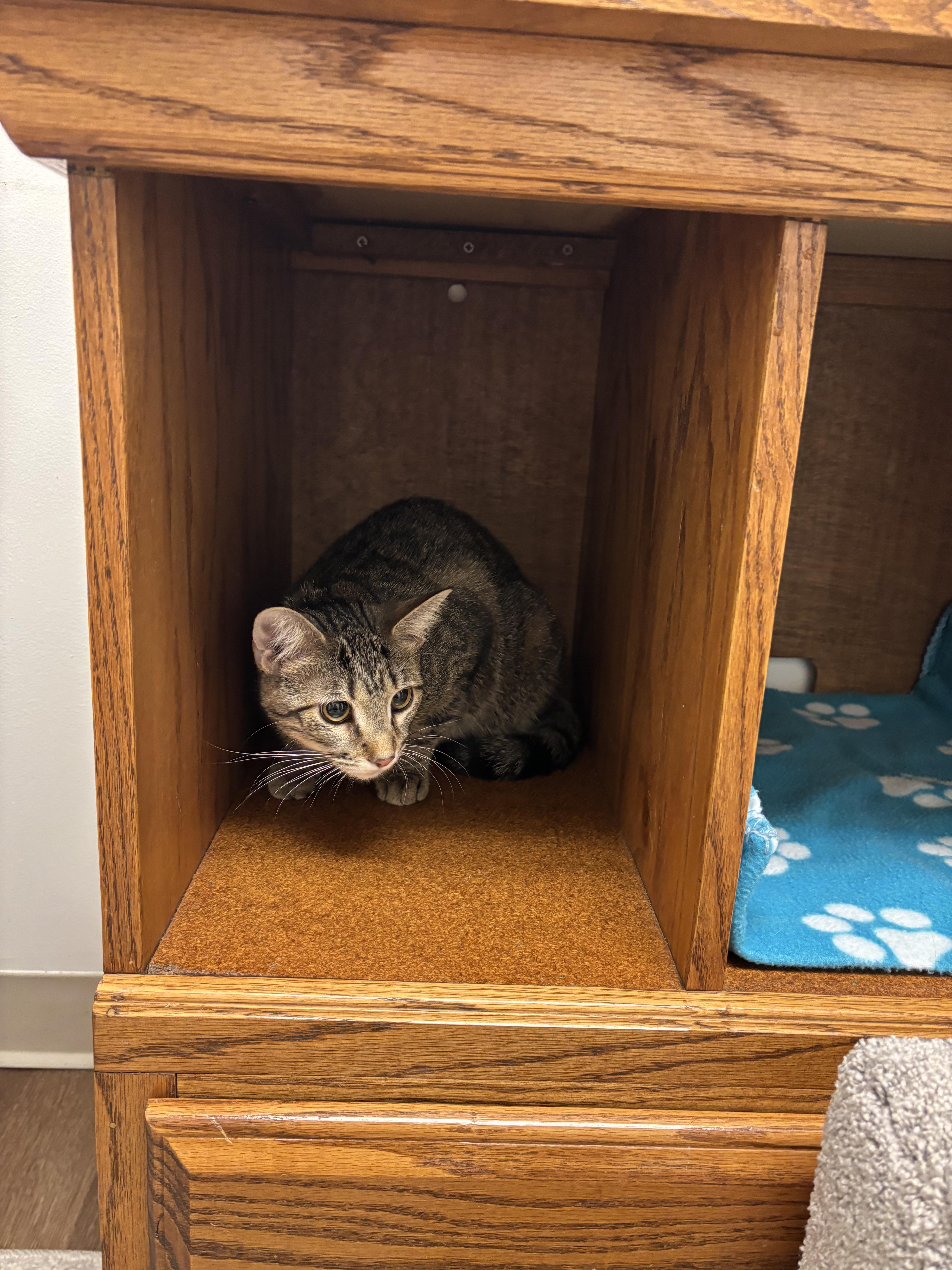 Jane, Adoptable, Young Female Domestic Short Hair.