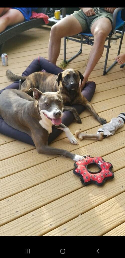 Juniper "Junie" — thumbnail 2