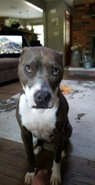 Juniper "junie" thumbnail 5