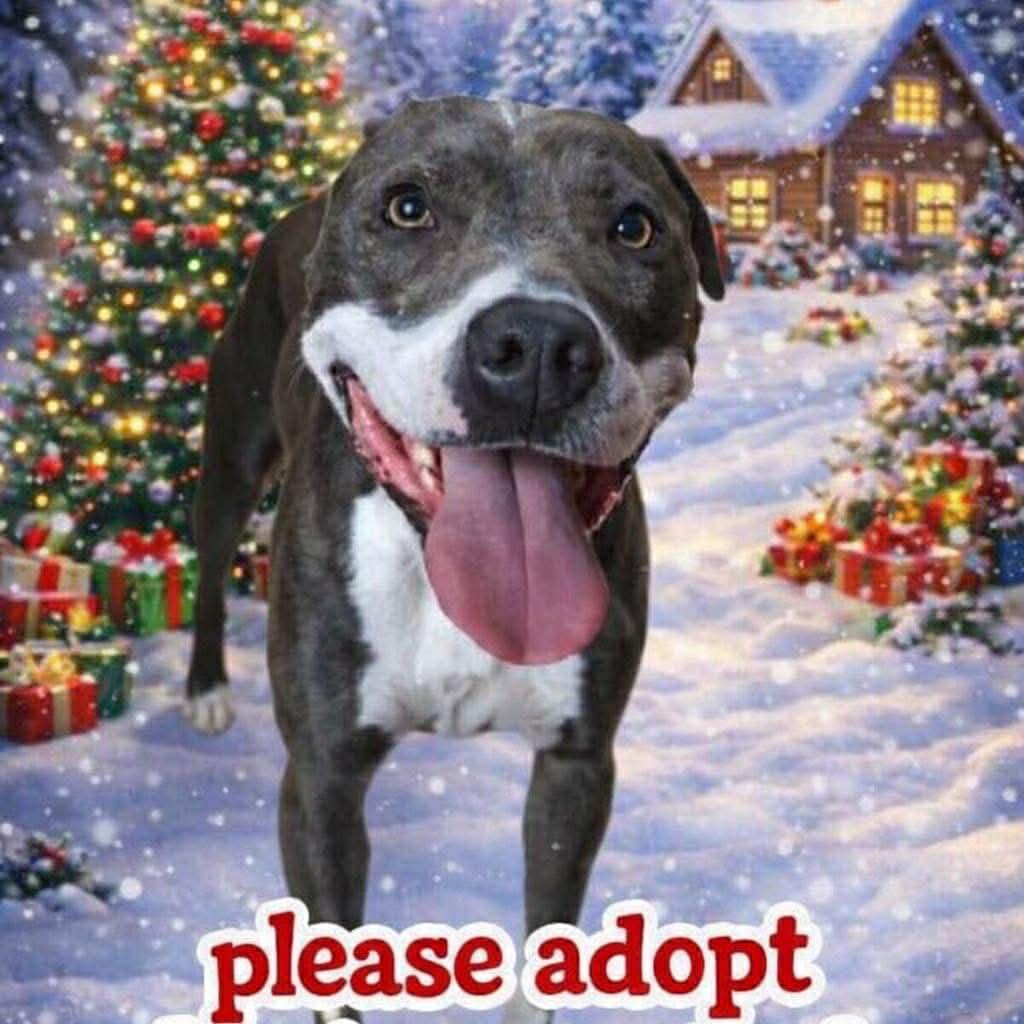 Enlarge Juniper "Junie", a ADOPTABLE mixed breed in RUSSIAVILLE, IN image 1/6