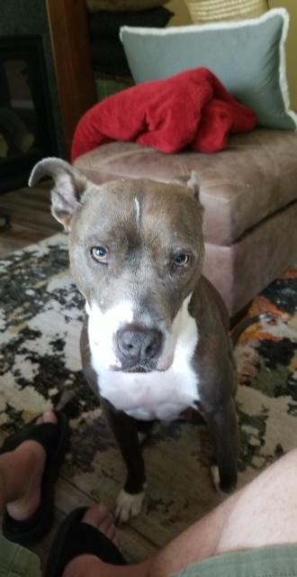 Juniper "Junie" — thumbnail 6