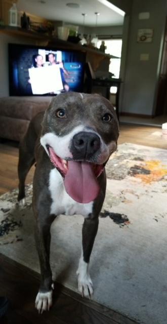 Juniper "junie" thumbnail 7