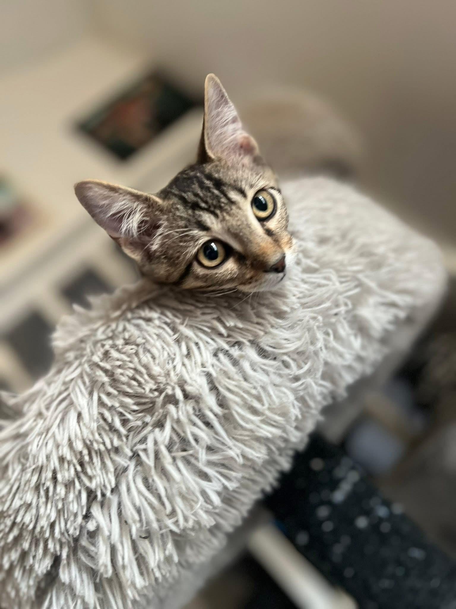Glyn, an adoptable Domestic Short Hair in Price, UT, 84501 | Photo Image 3