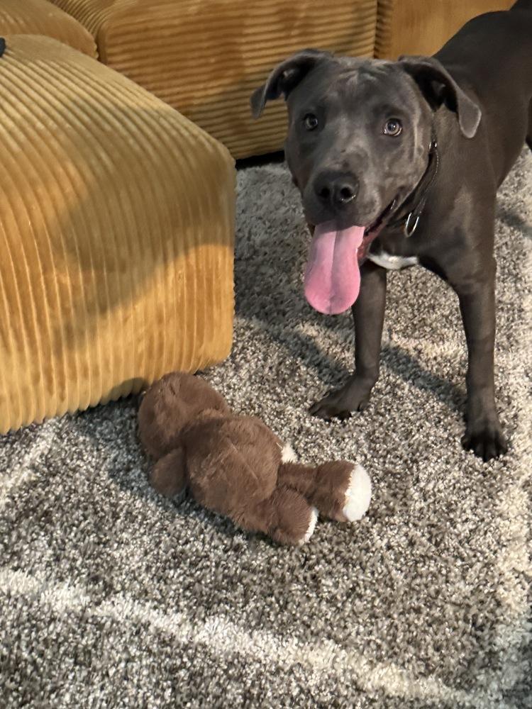 Sharky, Adoptable, Puppy Male American Staffordshire Terrier.