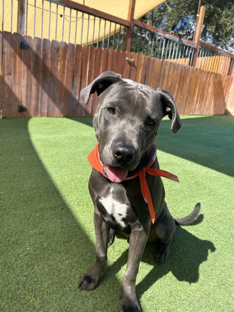 Enlarge Sharky, a Adoptable mixed breed in Denver, CO image 2/6