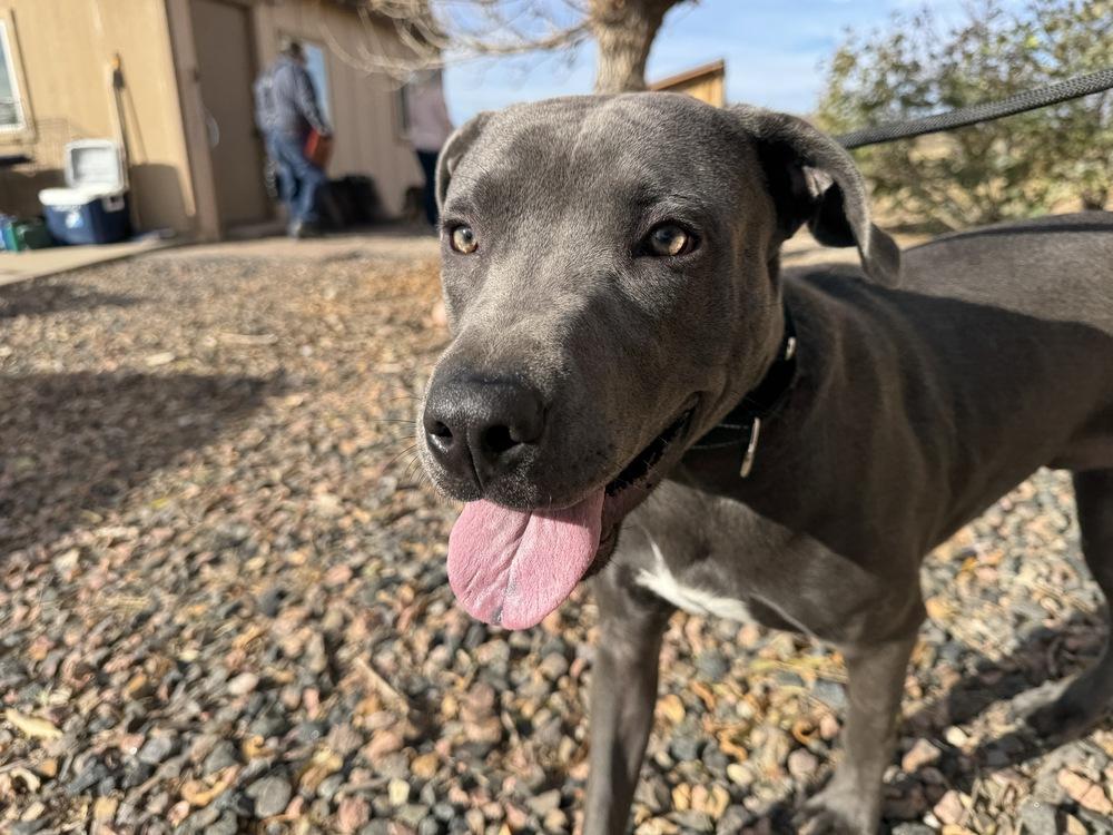 Enlarge Sharky, a Adoptable mixed breed in Denver, CO image 3/6