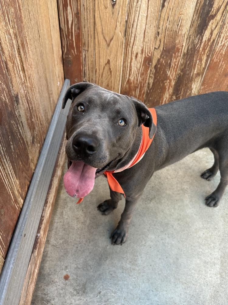 Enlarge Sharky, a Adoptable mixed breed in Denver, CO image 5/6