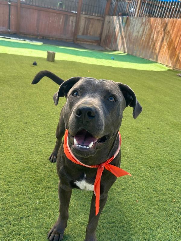Enlarge Sharky, a Adoptable mixed breed in Denver, CO image 6/6