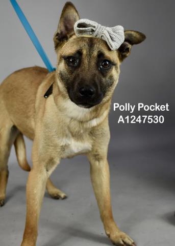 Enlarge POLLY POCKET, a Adoptable mixed breed in Bakersfield, CA image 1/1