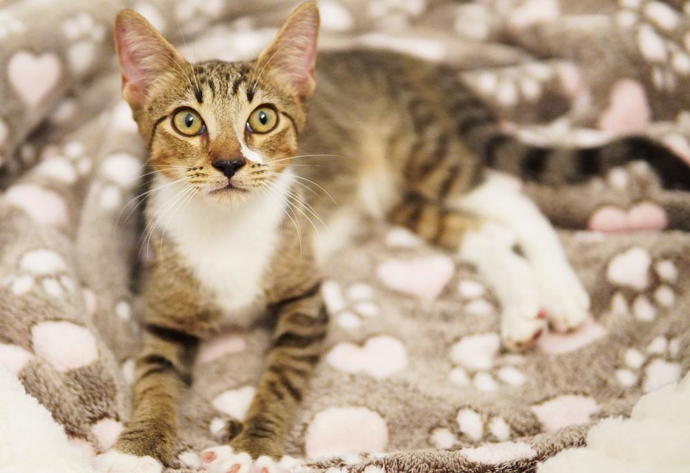 Enlarge Rory, a Adoptable Domestic Short Hair in Wellington, FL image 1/6