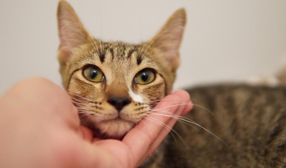 Enlarge Rory, a Adoptable Domestic Short Hair in Wellington, FL image 2/6