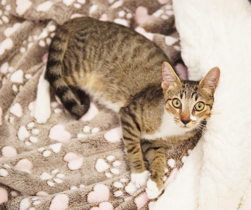 Enlarge Rory, a Adoptable Domestic Short Hair in Wellington, FL image 3/6