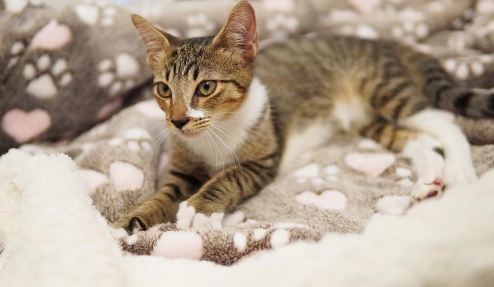 Enlarge Rory, a Adoptable Domestic Short Hair in Wellington, FL image 5/6