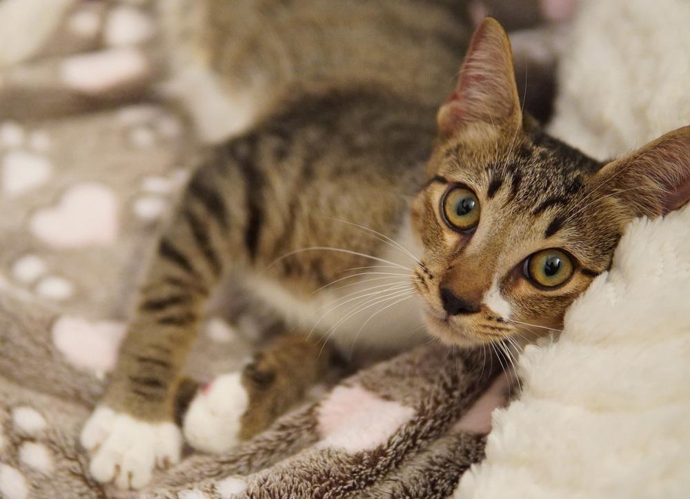 Enlarge Rory, a Adoptable Domestic Short Hair in Wellington, FL image 6/6