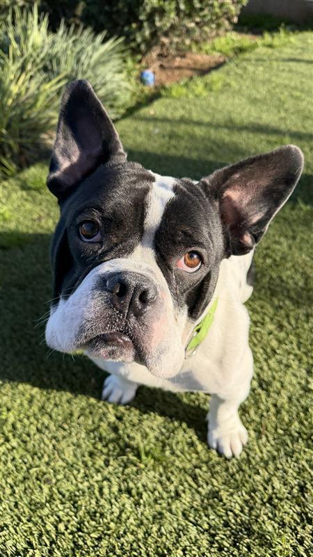 Orchid, Adopted, Adult Female French Bulldog & Staffordshire Bull Terrier.