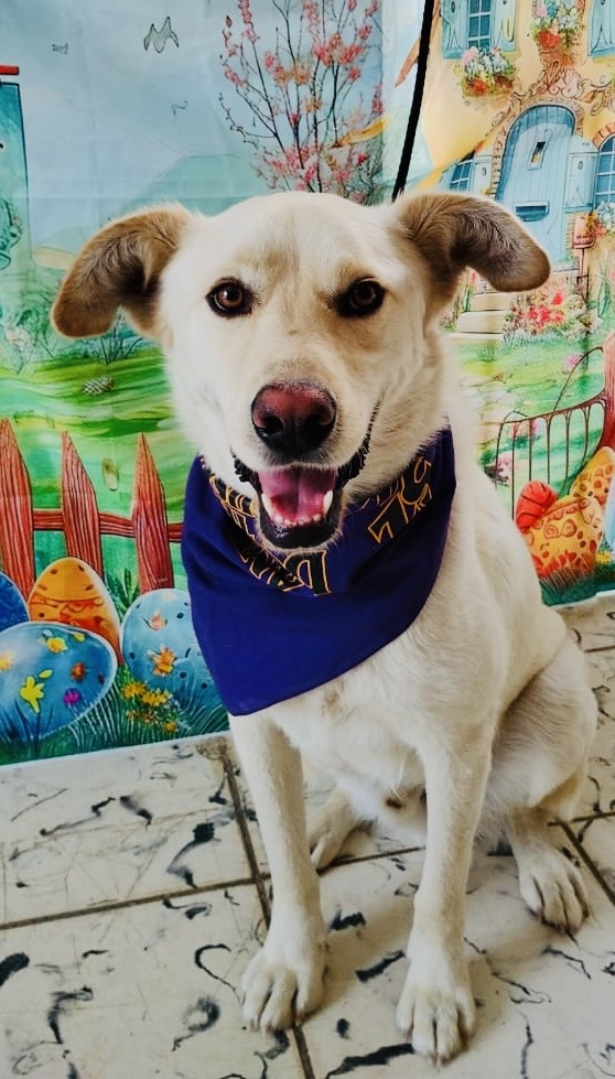 Dog for adoption Gaspar, a Labrador Retriever in Calais , ME Petfinder