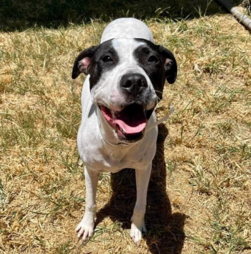 Baylin — thumbnail 2